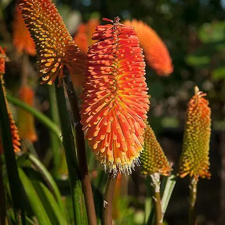 Oda ve Kahvaltı Vila Belgica