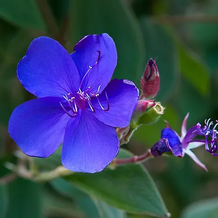 Oda ve Kahvaltı Vila Belgica *