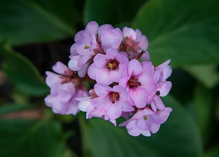 Vila Belgica Horta (Azores)