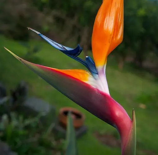 Vila Belgica Bed & Breakfast Horta (Azores)