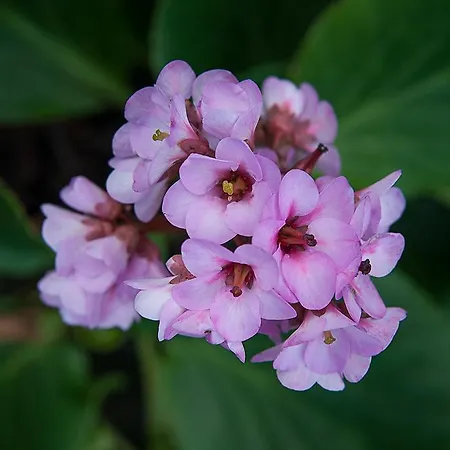 Vila Belgica Horta (Azores)