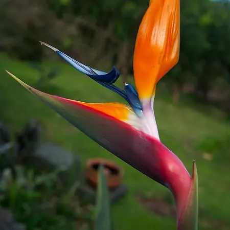 Vila Belgica Couette-café Horta (Azores)