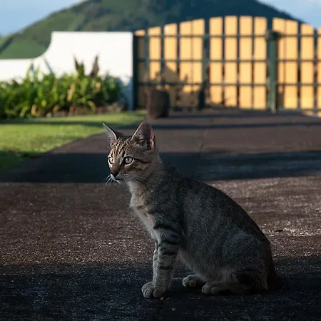 Couette-café Vila Belgica